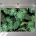 LPNHE849536853 - Tropikalna dżungla tło palma monstera fotografia tło zielone zoo roślina liście zdjęcie tło lato Hawaje Luau impreza dekoracja artykuły na baby shower (20 x 15 m) - C8